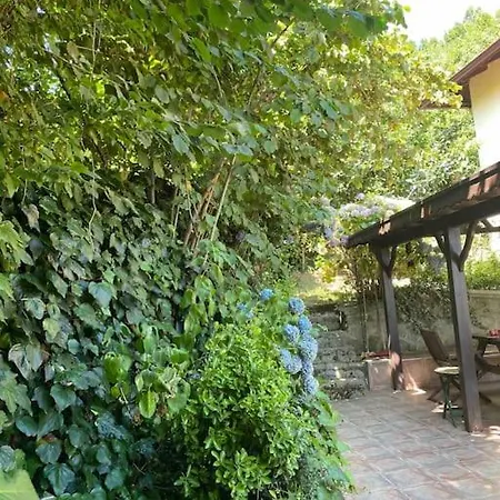 Grande Albero * Sapanca